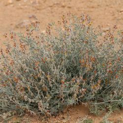 Crotalaria saharae