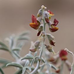 Crotalaria saharae
