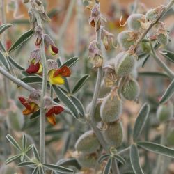 Crotalaria saharae