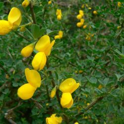 Cytisus arboreus