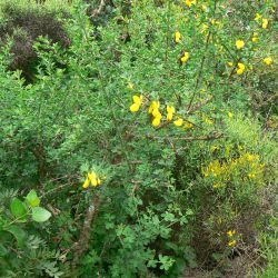 Cytisus arboreus