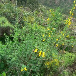 Cytisus arboreus