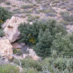 Cytisus arboreus