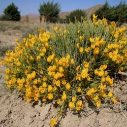 Cytisus balansae