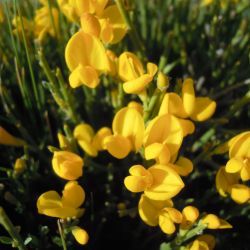 Cytisus balansae