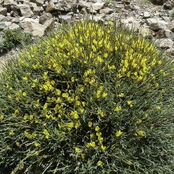 Cytisus balansae