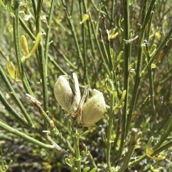 Cytisus fontanesii subsp. fontanesii