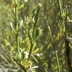 Cytisus fontanesii subsp. fontanesii