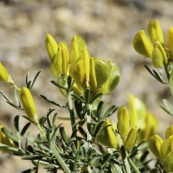 Cytisus fontanesii subsp. fontanesii