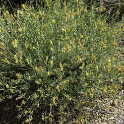 Cytisus fontanesii subsp. fontanesii