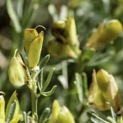 Cytisus fontanesii subsp. fontanesii
