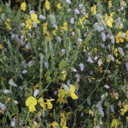 Cytisus grandiflorus