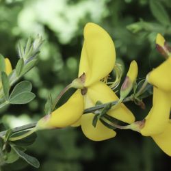 Cytisus maurus