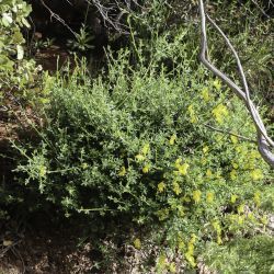 Cytisus maurus