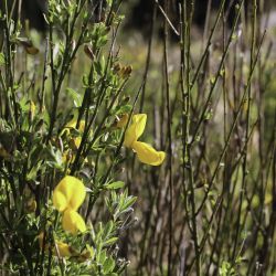 Cytisus maurus