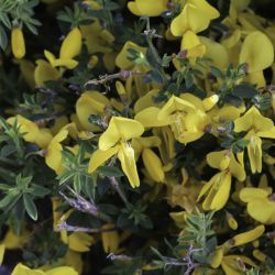 Cytisus maurus