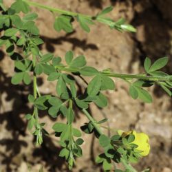 Cytisus maurus