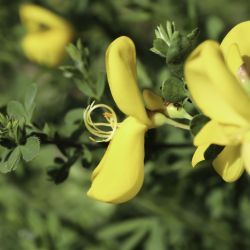 Cytisus maurus