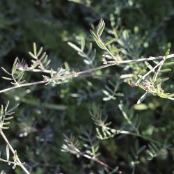 Dorycnopsis gerardii