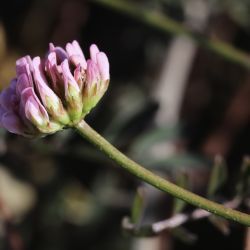 Dorycnopsis gerardii