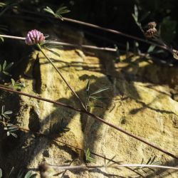 Dorycnopsis gerardii