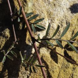 Fabaceae