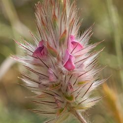 Ebenus pinnata