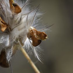 Ebenus pinnata