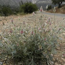 Ebenus pinnata