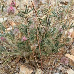 Ebenus pinnata