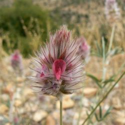 Ebenus pinnata