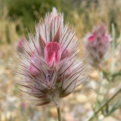 Ebenus pinnata