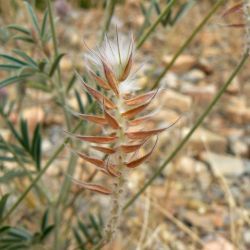 Ebenus pinnata