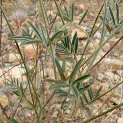Ebenus pinnata