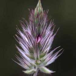 Ebenus pinnata