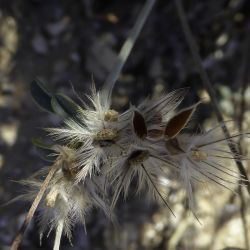 Ebenus pinnata