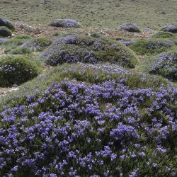 Erinacea anthyllis