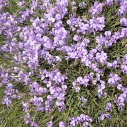 Erinacea anthyllis