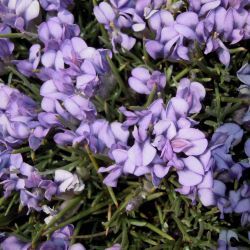 Erinacea anthyllis