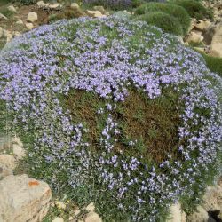 Erinacea anthyllis