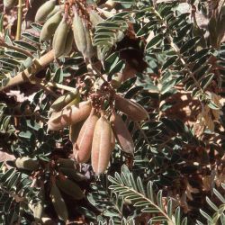 Erophaca baetica  subsp. baetica
