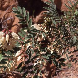 Erophaca baetica  subsp. baetica
