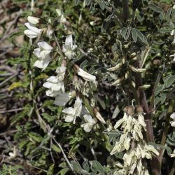 Erophaca baetica  subsp. baetica