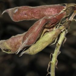 Erophaca baetica  subsp. baetica