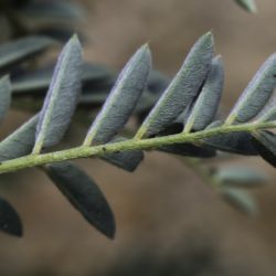 Erophaca baetica  subsp. baetica