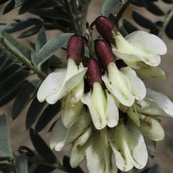 Erophaca baetica  subsp. baetica