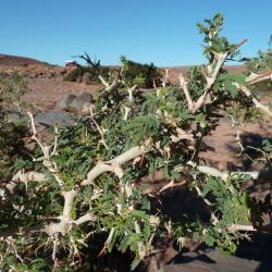 Faidherbia albida