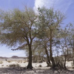 Faidherbia albida