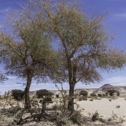 Faidherbia albida