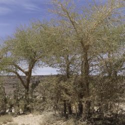 Faidherbia albida